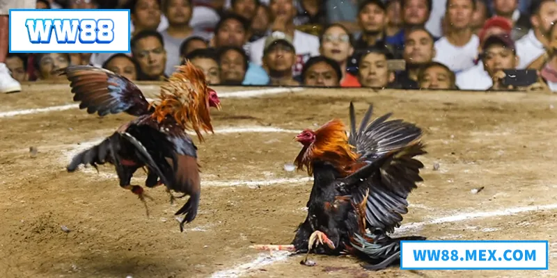 Đá Gà Đòn – Hình Thức Chọi Gà Truyền Thống Đậm Bản Sắc Việt