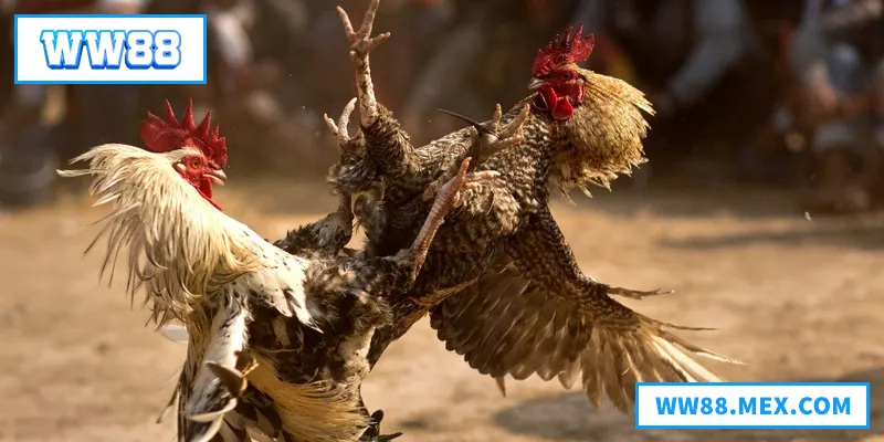 Đá Gà Thomo – Đấu Trường Gà Chọi Đẳng Cấp Hàng Đầu Khu Vực