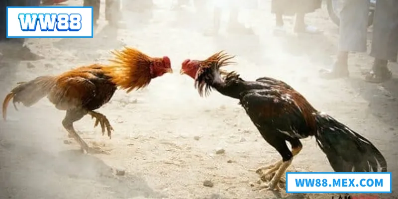 Tận hưởng đá gà đòn gay cấn, kịch tính, hấp dẫn dành cho mọi người yêu thú vui truyền thống